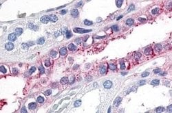 Invitrogen GPR89B Polyclonal Antibody 25 &mu;g; Unconjugated:Antibodies,