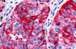 Invitrogen GPR89B Polyclonal Antibody 25 &mu;g; Unconjugated:Antibodies,