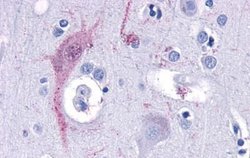 TAAR9 Polyclonal Antibody, Invitrogen 25 &mu;g; Unconjugated:Anticuerpos