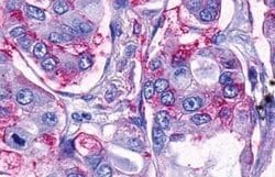 TAAR9 Polyclonal Antibody, Invitrogen 25 &mu;g; Unconjugated:Anticuerpos