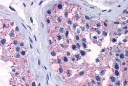 TAS1R1 Polyclonal Antibody, Invitrogen 25 &mu;g; Unconjugated:Antibodies,