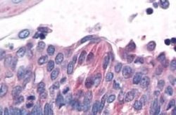 TAS1R1 Polyclonal Antibody, Invitrogen 25 &mu;g; Unconjugated:Antibodies,