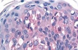 TAS1R1 Polyclonal Antibody, Invitrogen 25 &mu;g; Unconjugated:Antibodies,