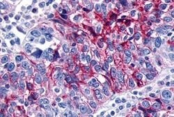 GPR133 Polyclonal Antibody, Invitrogen 25 &mu;g; Unconjugated:Antibodies,