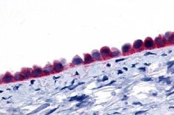 GPR133 Polyclonal Antibody, Invitrogen 25 &mu;g; Unconjugated:Antibodies,