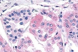 Invitrogen GHSR Polyclonal Antibody 25 &mu;g | Buy Online | Invitrogen&trade; | Fisher Scientific