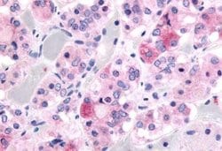 Invitrogen GHSR Polyclonal Antibody 25 &mu;g | Buy Online | Invitrogen&trade; | Fisher Scientific