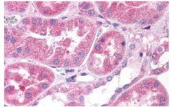 OXGR1 Polyclonal Antibody, Invitrogen 25 &mu;g; Unconjugated:Antibodies,