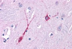 OXGR1 Polyclonal Antibody, Invitrogen 25 &mu;g; Unconjugated:Antibodies,