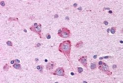 OXGR1 Polyclonal Antibody, Invitrogen 25 &mu;g; Unconjugated:Antibodies,
