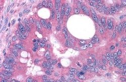 OXGR1 Polyclonal Antibody, Invitrogen 25 &mu;g; Unconjugated:Antibodies,