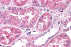 OXGR1 Polyclonal Antibody, Invitrogen 25 &mu;g; Unconjugated:Antibodies,