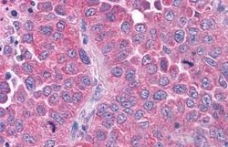 OXGR1 Polyclonal Antibody, Invitrogen 25 &mu;g; Unconjugated:Antibodies,