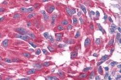 OXGR1 Polyclonal Antibody, Invitrogen 25 &mu;g; Unconjugated:Antibodies,