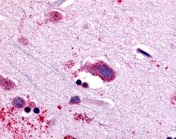 NTSR1 Polyclonal Antibody, Invitrogen 25 &mu;g; Unconjugated:Antibodies,