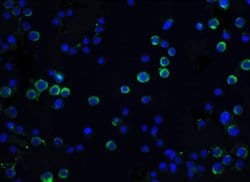 Invitrogen ICAD Polyclonal Antibody 100 &mu;g | Buy Online | Invitrogen&trade; | Fisher Scientific