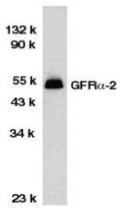 Invitrogen GFR alpha-2 Polyclonal Antibody 50 &mu;g; Unconjugated:Antibodies,