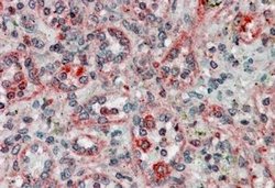 Invitrogen TMX Polyclonal Antibody 100 &mu;g; Unconjugated:Antibodies,