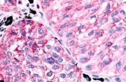 Invitrogen Prostaglandin E Receptor EP1 Polyclonal Antibody 25 &mu;g, Unconjugated:Antibodies,