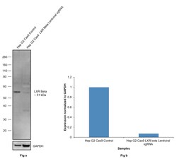 Invitrogen LXR beta Polyclonal Antibody 100 &mu;g; Unconjugated:Antibodies,