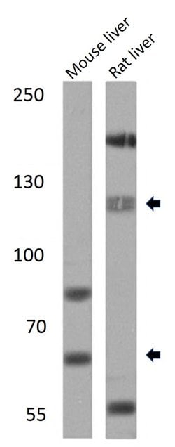 Invitrogen SREBP1 Polyclonal Antibody 100 &mu;g; Unconjugated:Antibodies,