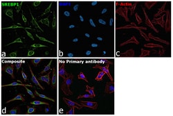 Invitrogen SREBP1 Polyclonal Antibody 100 &mu;g; Unconjugated:Antibodies,