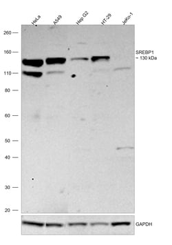 Invitrogen SREBP1 Polyclonal Antibody 100 &mu;g; Unconjugated:Antibodies,