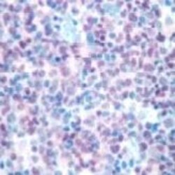 Invitrogen PAX5 Polyclonal Antibody 1 mL; Unconjugated:Antibodies, Polyclonal
