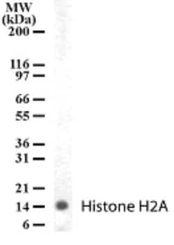 Invitrogen Histone H2A.X Polyclonal Antibody 100 &mu;g; Unconjugated:Antibodies,