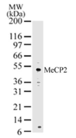 Invitrogen MECP2 Polyclonal Antibody 100 &mu;g; Unconjugated:Antibodies,
