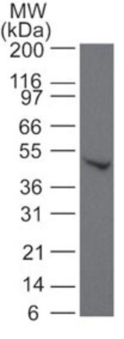 Invitrogen SMAD6 Polyclonal Antibody 100 &mu;g; Unconjugated:Antibodies,