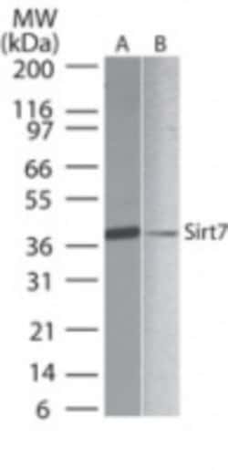 Invitrogen SIRT7 Polyclonal Antibody 100 &mu;g; Unconjugated:Antibodies,