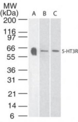 Invitrogen HTR3A Polyclonal Antibody 100 &mu;g | Buy Online | Invitrogen&trade; | Fisher Scientific