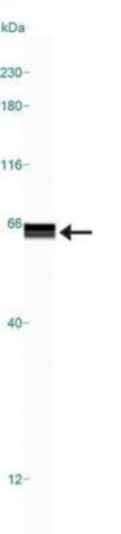Invitrogen HTR3A Polyclonal Antibody 100 &mu;g | Buy Online | Invitrogen&trade; | Fisher Scientific