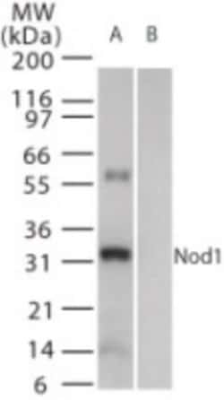 Invitrogen NOD1 Polyclonal Antibody 100 &mu;L; Unconjugated:Antibodies,