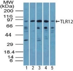Invitrogen TLR12 Polyclonal Antibody 100 &mu;g; Unconjugated:Antibodies,