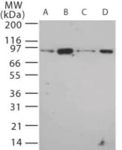 Invitrogen TLR12 Polyclonal Antibody 100 &mu;g; Unconjugated:Antibodies,