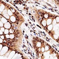 Invitrogen HDAC3 Polyclonal Antibody 100 &mu;g; Unconjugated:Antibodies,