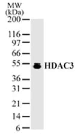 Invitrogen HDAC3 Polyclonal Antibody 100 &mu;g; Unconjugated:Antibodies,