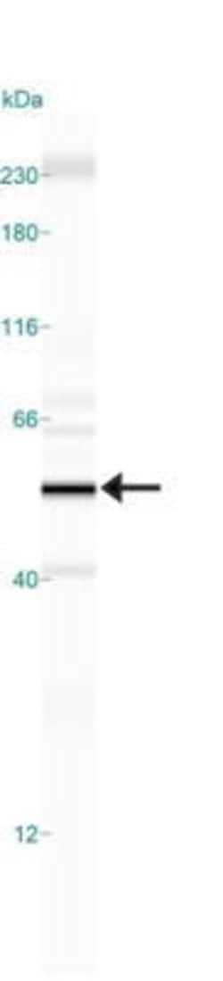 Invitrogen HDAC3 Polyclonal Antibody 100 &mu;g; Unconjugated:Antibodies,