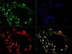 Invitrogen NFATC1 Polyclonal Antibody 100 &mu;g; Unconjugated:Antibodies,