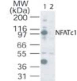 Invitrogen NFATC1 Polyclonal Antibody 100 &mu;g; Unconjugated:Antibodies,
