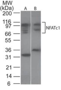 Invitrogen NFATC1 Polyclonal Antibody 100 &mu;g; Unconjugated:Antibodies,