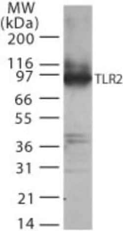 Invitrogen TLR2 Polyclonal Antibody 100 &mu;g | Buy Online | Invitrogen&trade; | Fisher Scientific
