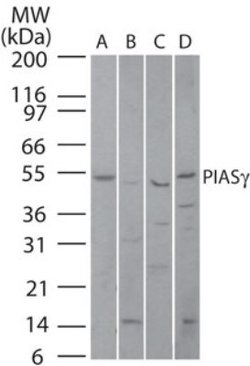 Invitrogen PIASy Polyclonal Antibody 100 &mu;g; Unconjugated:Antibodies,