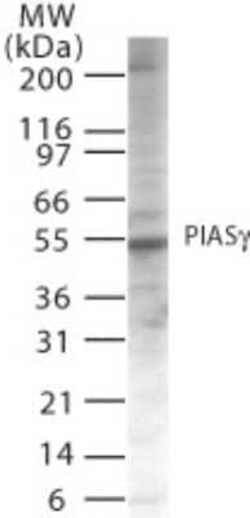 Invitrogen PIASy Polyclonal Antibody 100 &mu;g | Buy Online | Invitrogen&trade; | Fisher Scientific