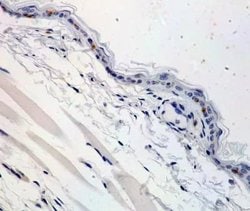 Invitrogen Langerin Polyclonal Antibody 100 &mu;g; Unconjugated:Antibodies,