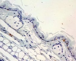 Invitrogen Langerin Polyclonal Antibody 100 &mu;g; Unconjugated:Antibodies,