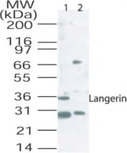 Invitrogen Langerin Polyclonal Antibody 100 &mu;g; Unconjugated:Antibodies,