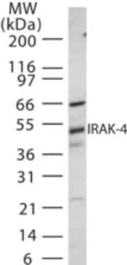 Invitrogen IRAK4 Polyclonal Antibody 100 &mu;g; Unconjugated:Antibodies,